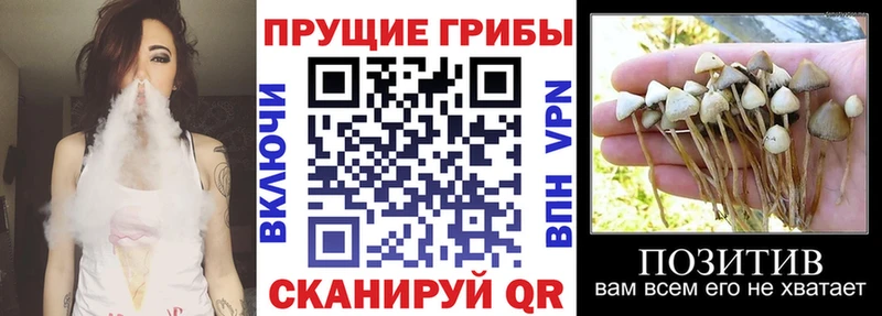 Галлюциногенные грибы прущие грибы  Себеж 